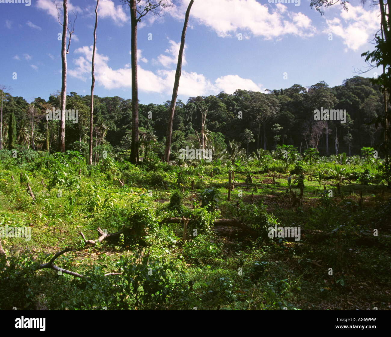 L'Inde Iles Andaman Havelock aucun village 7 le déboisement des forêts défrichées pour l'agriculture Banque D'Images