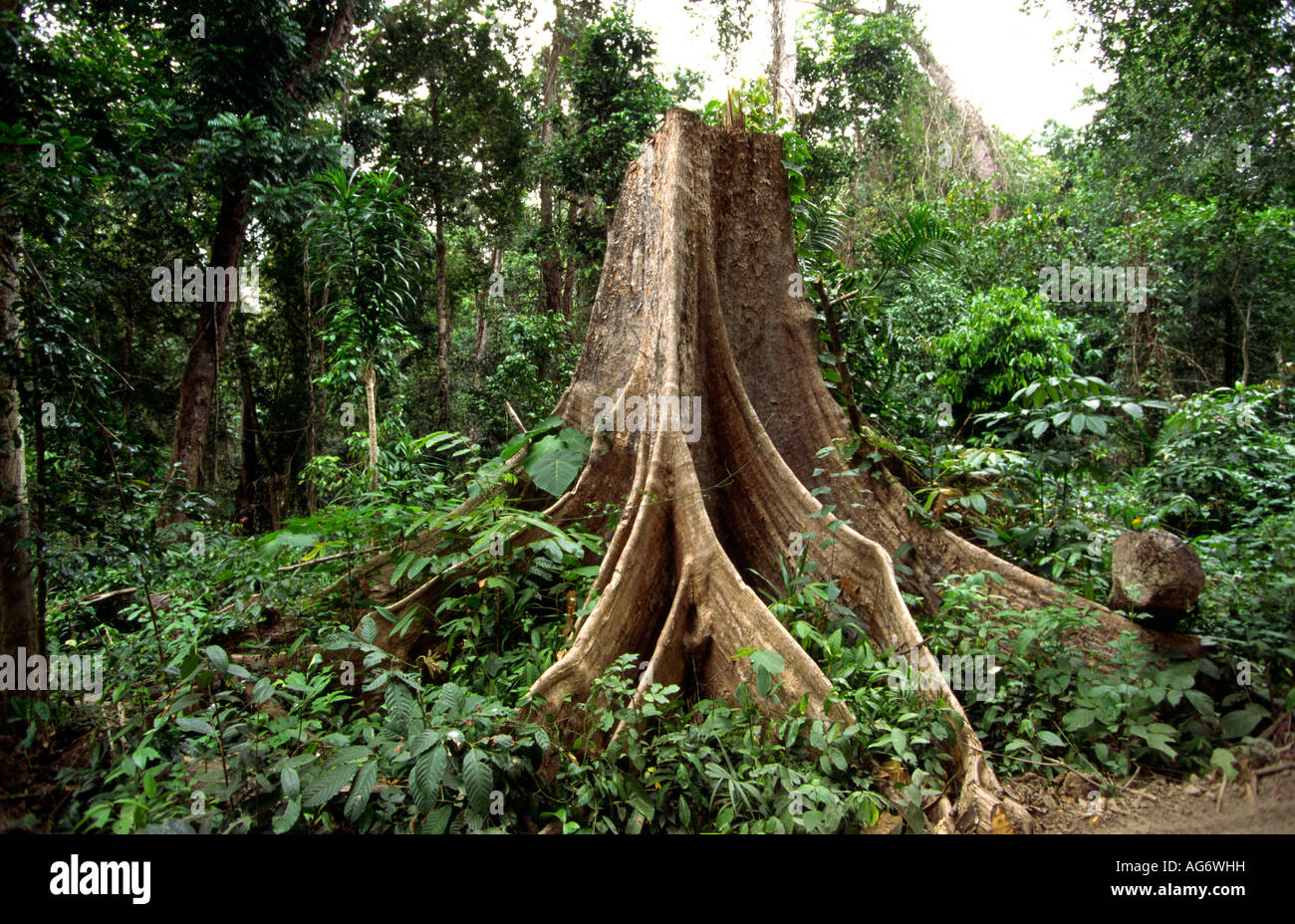 L'Inde Iles Andaman Havelock le déboisement des forêts de base immense arbre padauk abattus Banque D'Images
