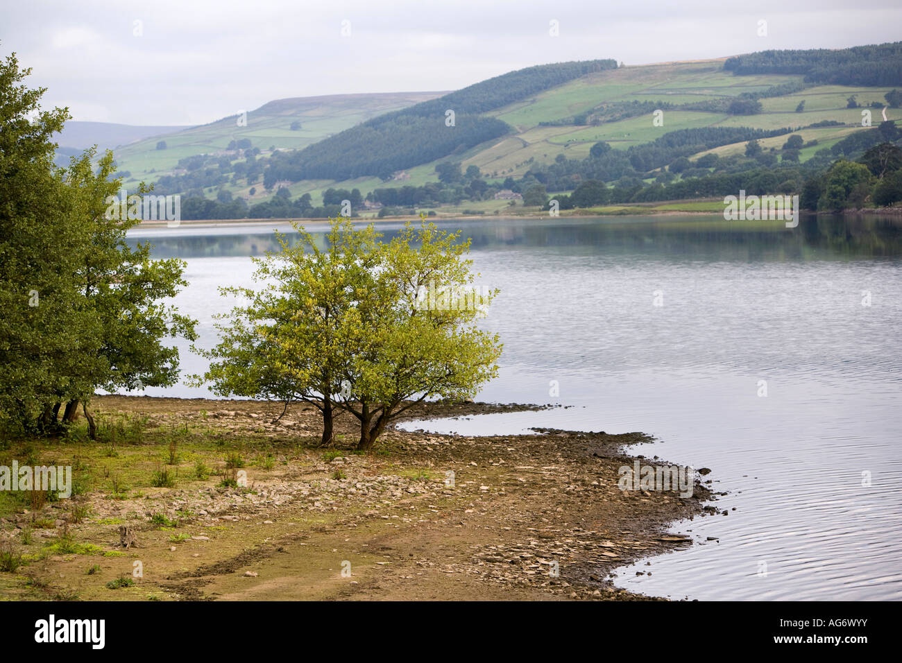 Yorkshire UK Campsites Canet-en-Roussillon Nidderdale arbres à côté du réservoir d'Gouthwaite Banque D'Images