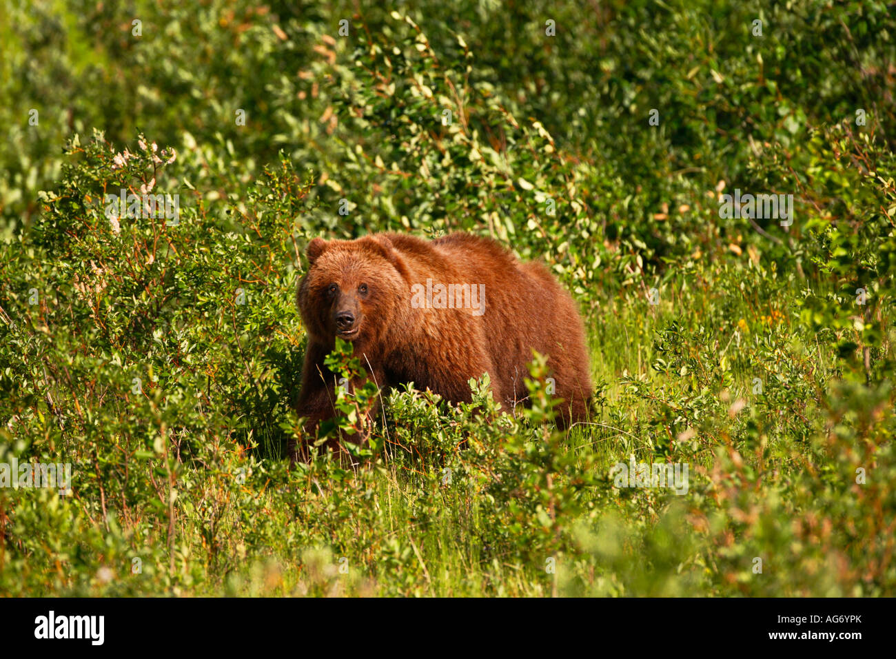 Grizzli le long de la route de Haines Territoire du Yukon Canada Banque D'Images
