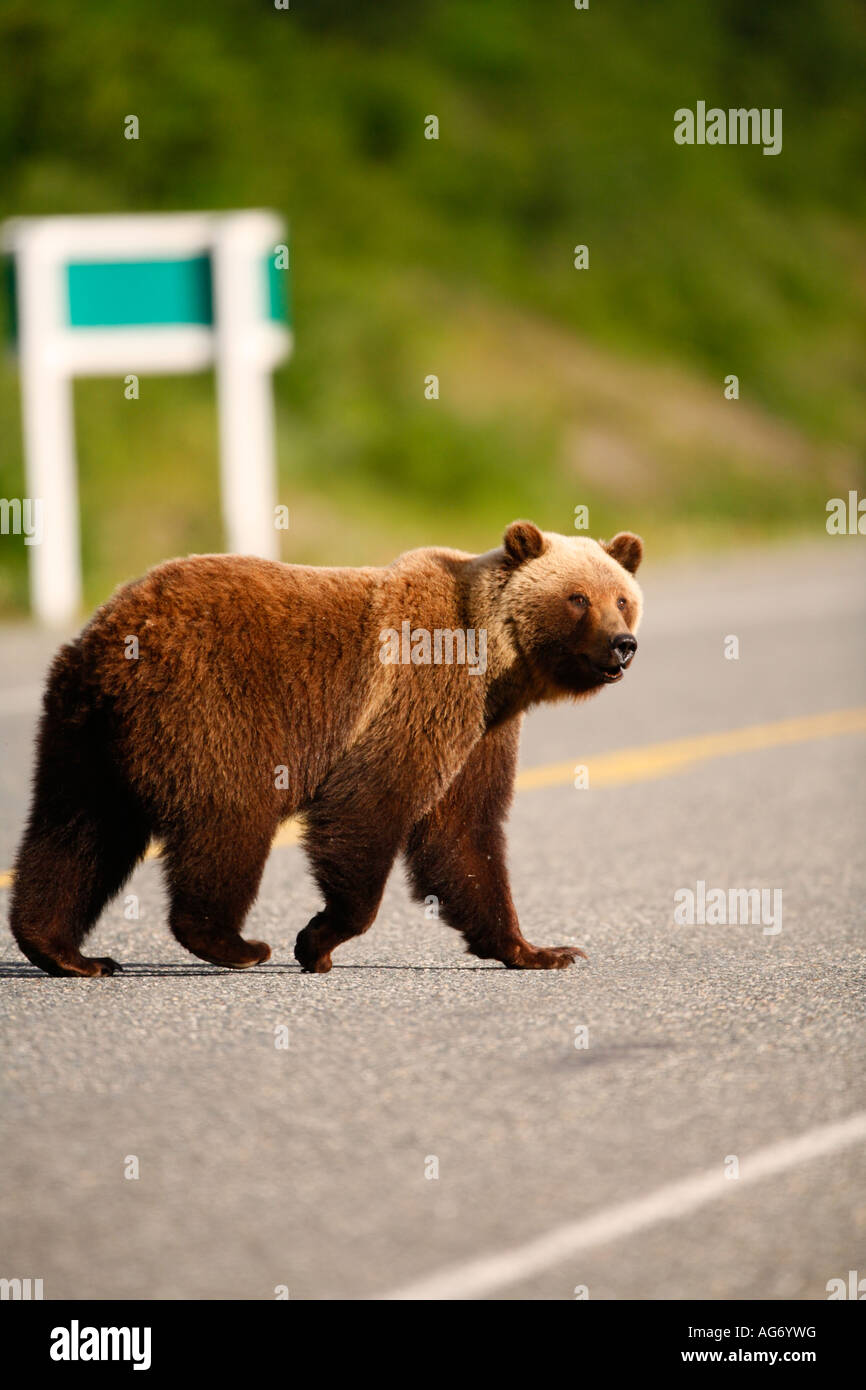 Une truie et Grizzly Bear cub le long de la route de Haines à la frontière entre la Colombie-Britannique et le Territoire du Yukon, Canada Banque D'Images