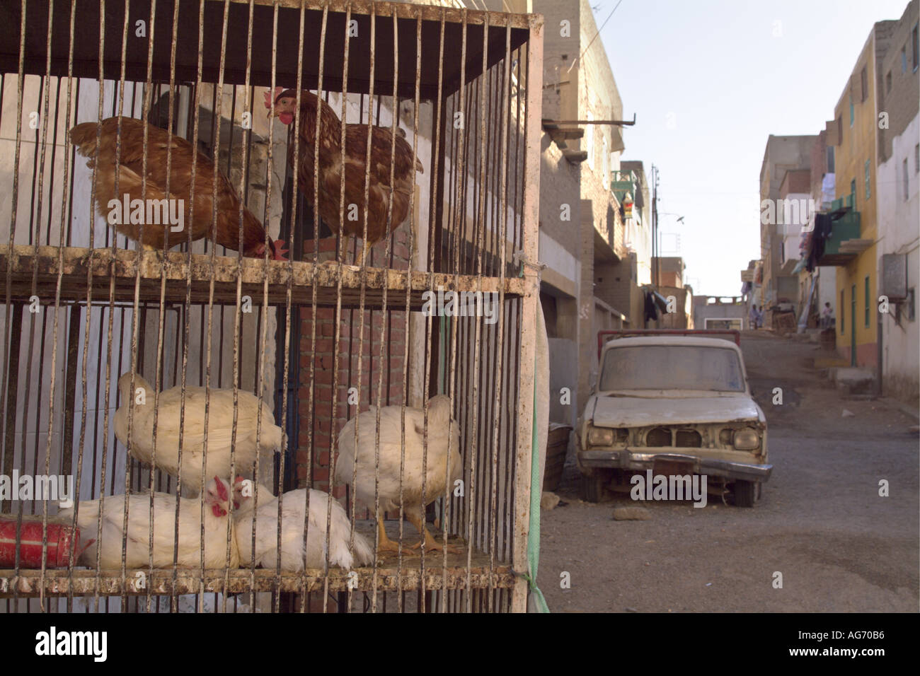 Vieille voiture abandonnée et en cage poules dans la rue, Al-Qusair, Égypte. Banque D'Images