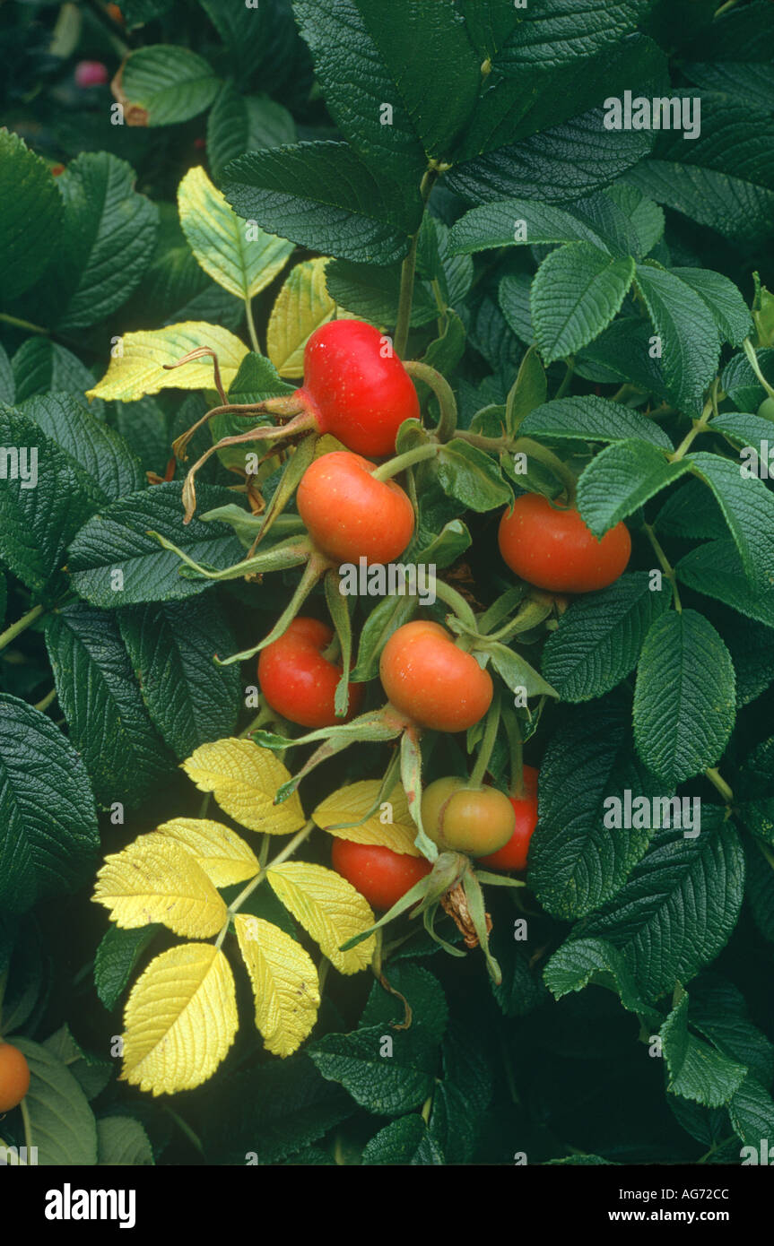 Églantier Rosa rugosa typica Banque D'Images