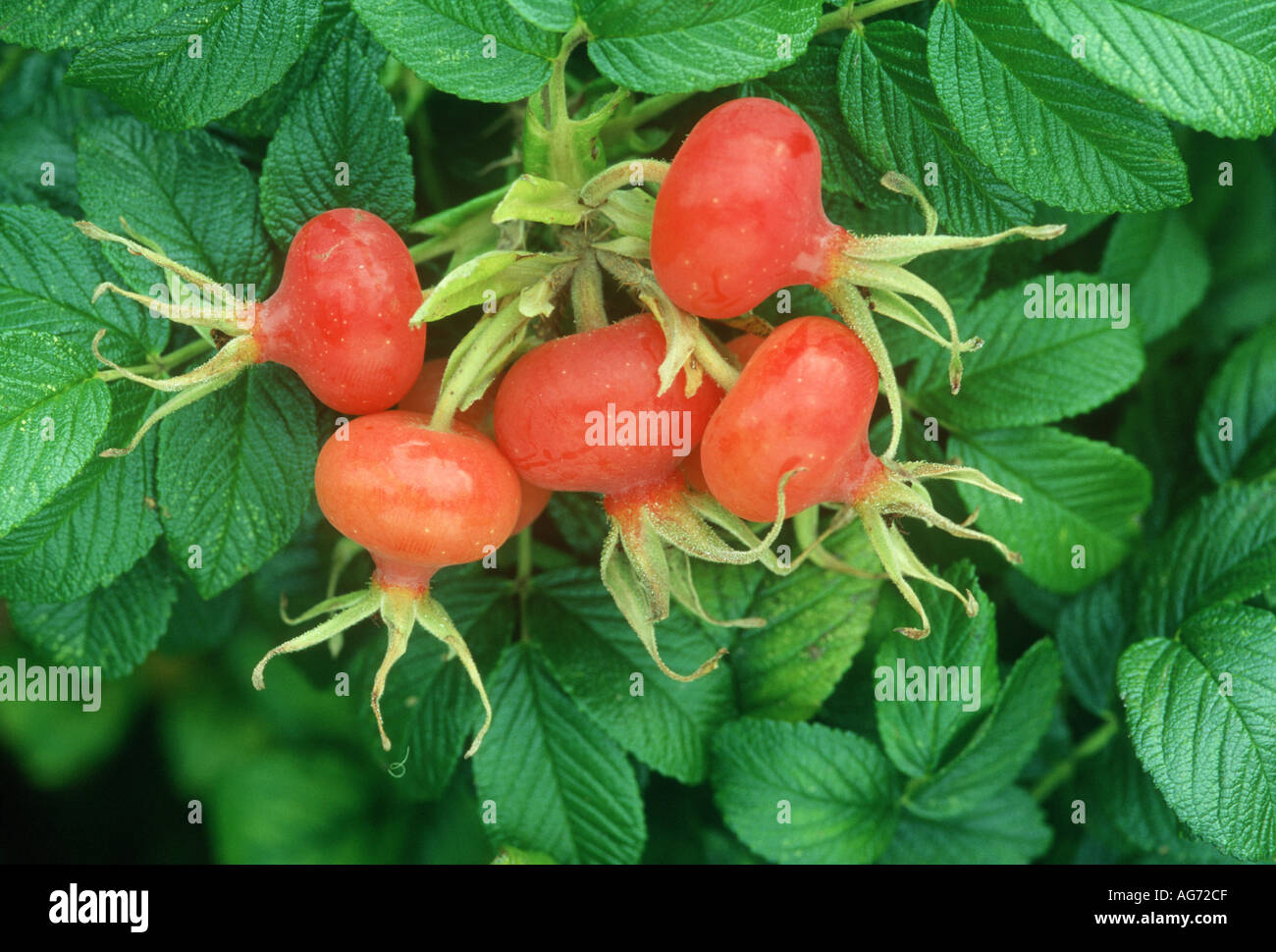 Froissé rose fruits Banque D'Images