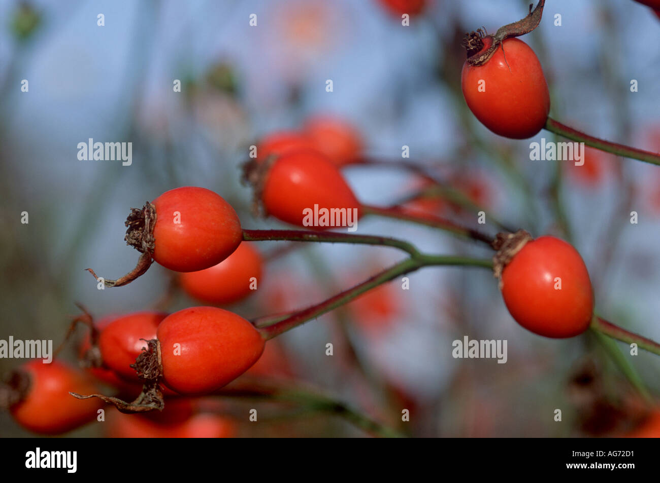 Eyepaint d'églantier Rosa Banque D'Images