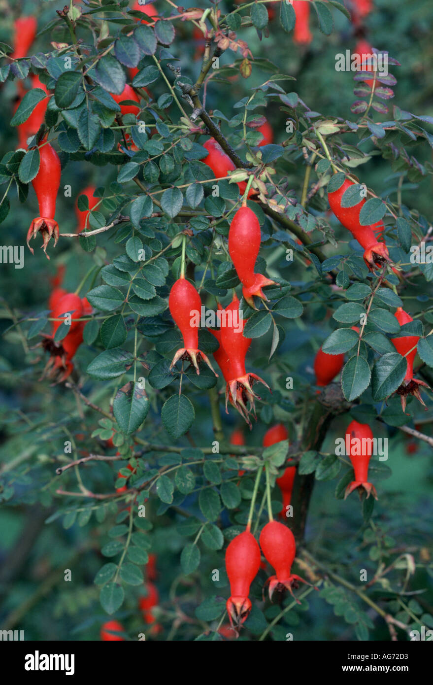 Églantier Rosa moyesii Banque D'Images