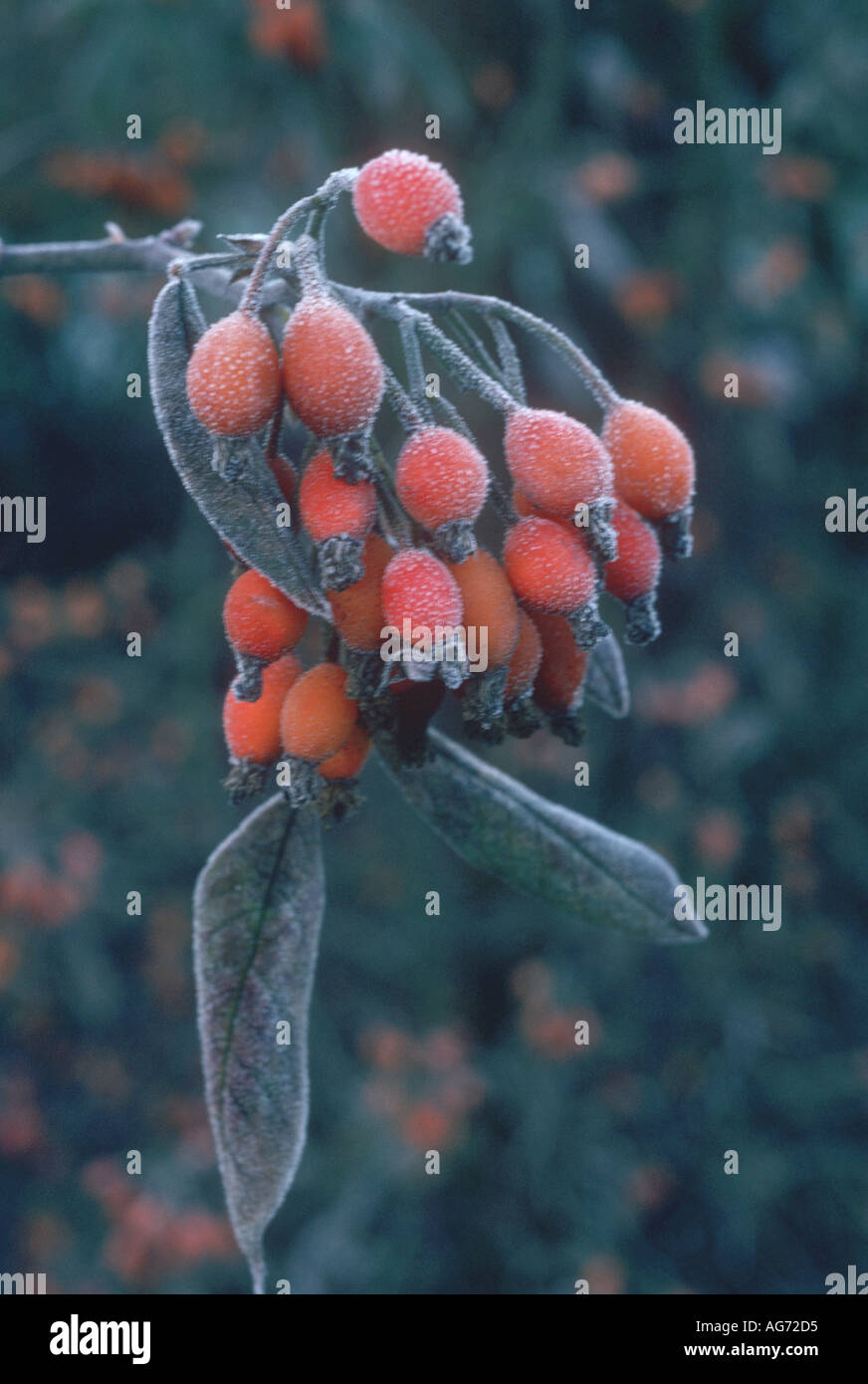 Églantier Rosa brunonii avec frost Banque D'Images