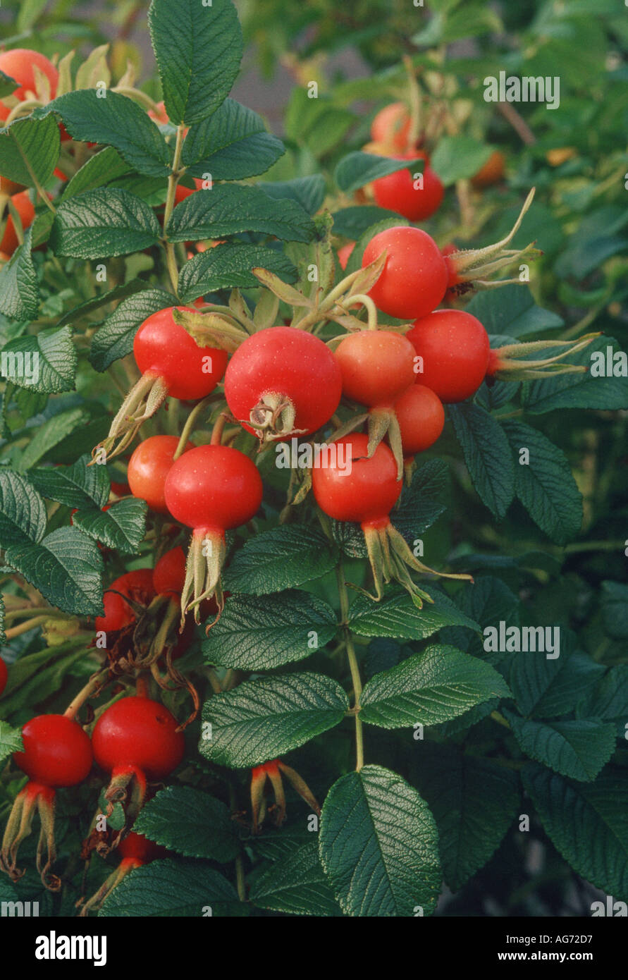 Schneeznerg d'églantier Rosa Banque D'Images