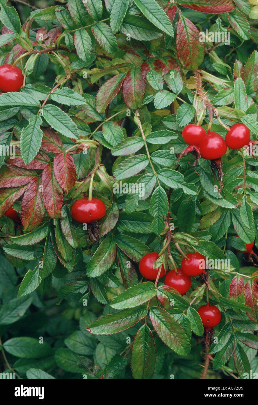 Églantier Rosa Corylus Banque D'Images