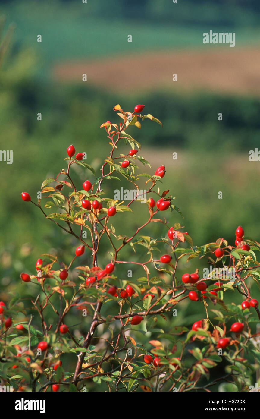Dog rose hips en automne Banque D'Images