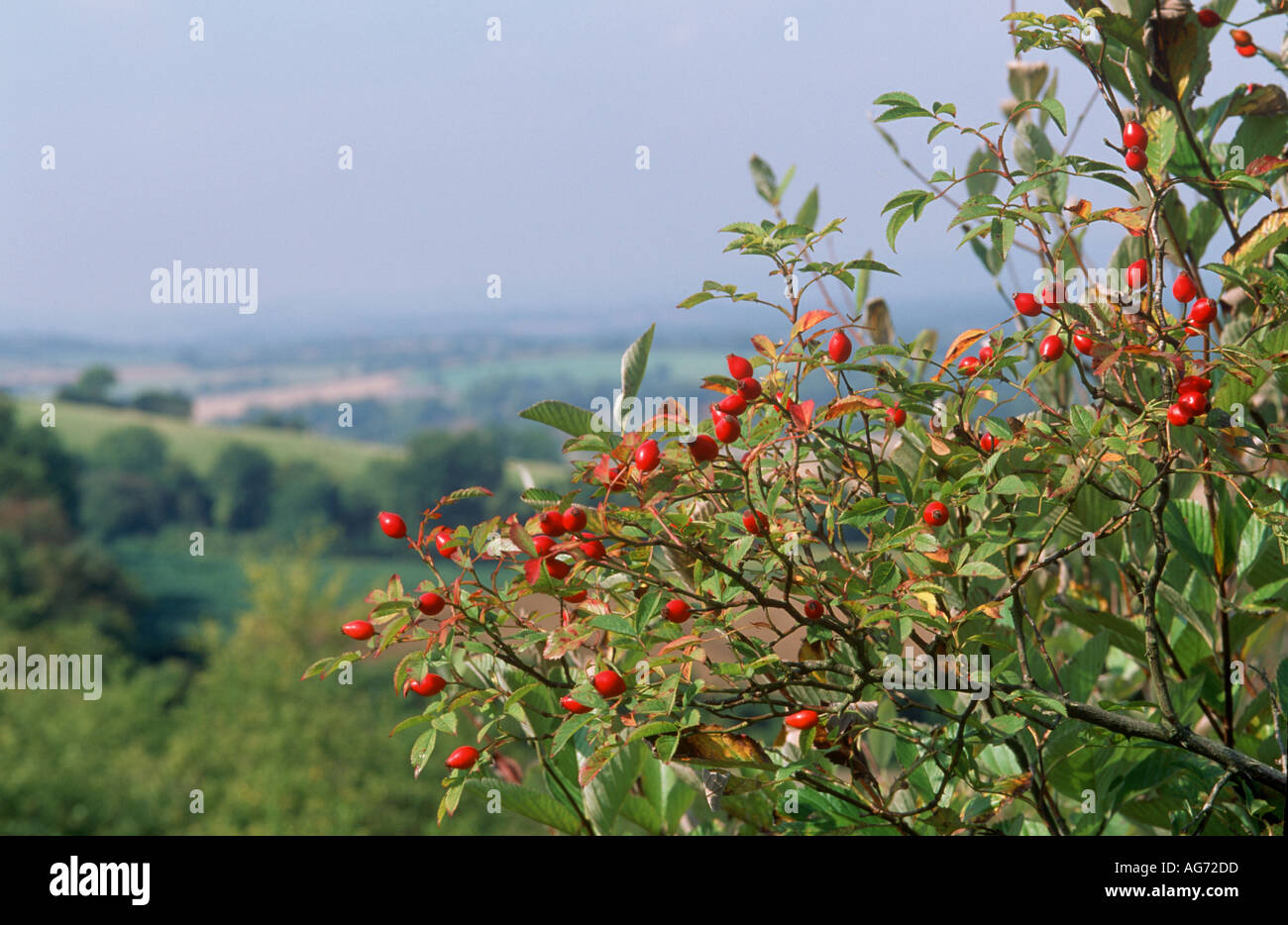 Dog rose hips en automne Banque D'Images