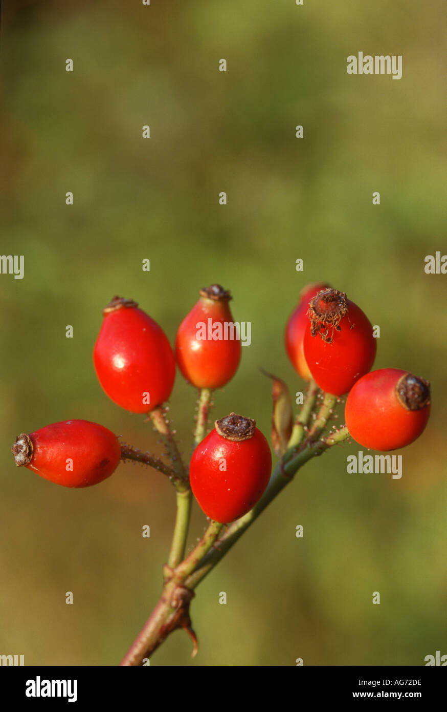 Les hanches de dog rose Rosa canin Banque D'Images