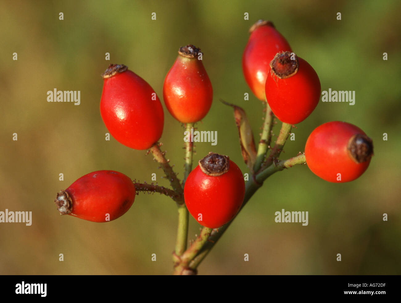 Chien rose hips Banque D'Images