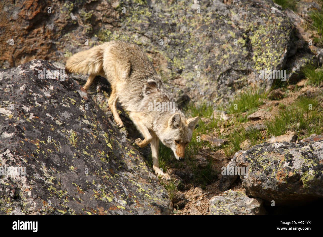 Coyote dans le Parc National de Yellowstone au Wyoming Banque D'Images