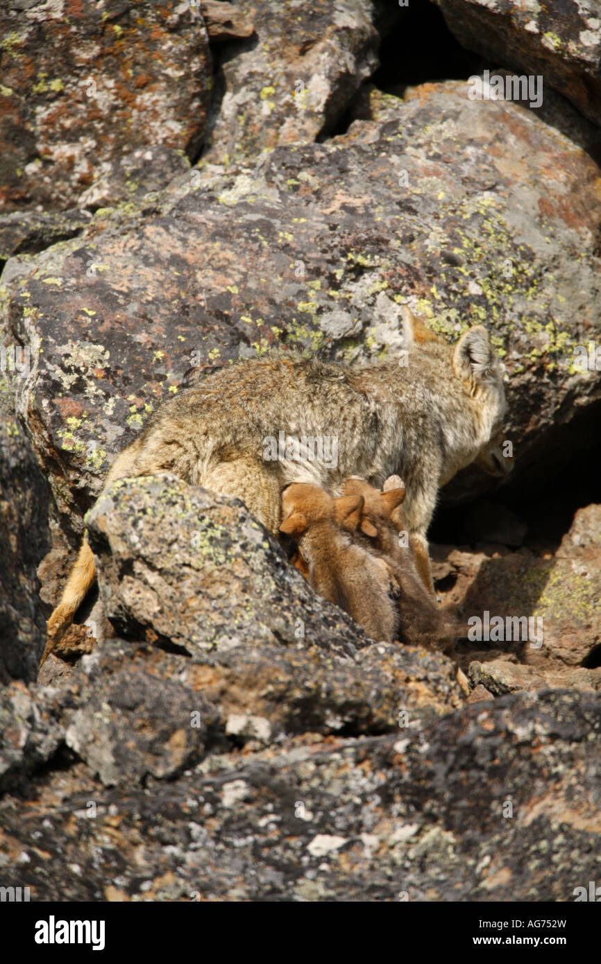 Les petits à un coyote den dans le Parc National de Yellowstone au Wyoming Banque D'Images