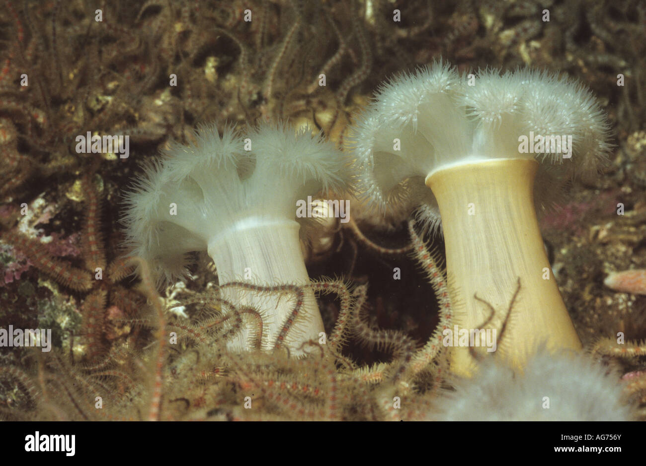 Image sous-marine d'une paire d'anémones plumeuses, assis dans un lit d'ophiures. Image prise sur un récif de St Abbs. UK. Banque D'Images