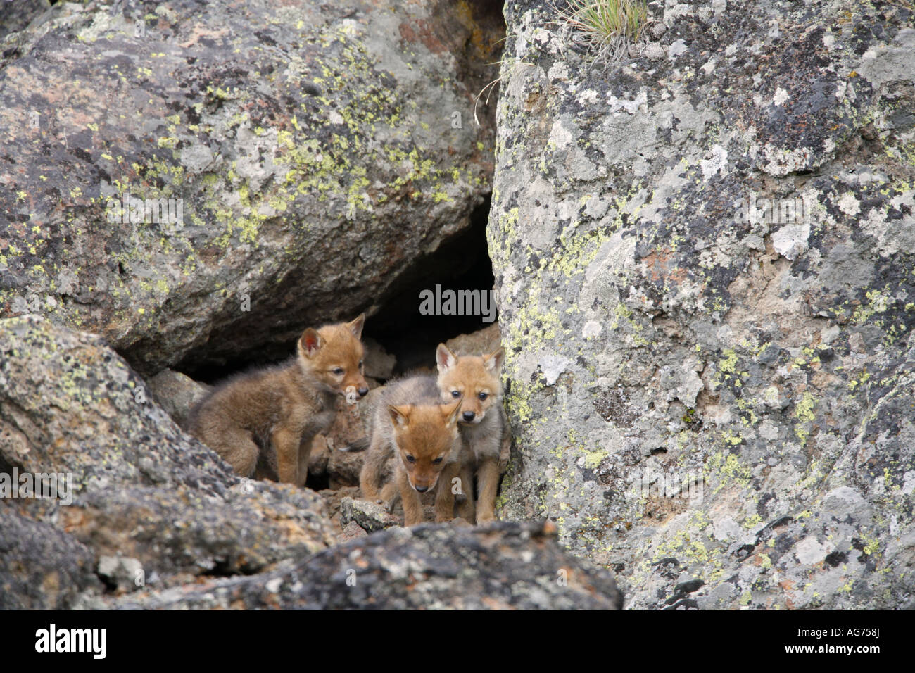 Les petits à un coyote den dans le Parc National de Yellowstone au Wyoming Banque D'Images