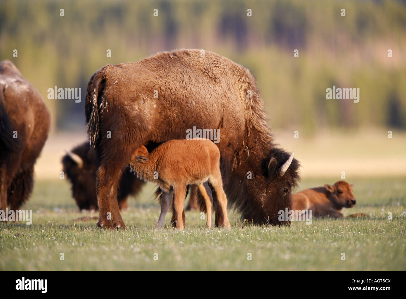 Les bisons de Buffalo dans le Parc National de Yellowstone au Wyoming Banque D'Images