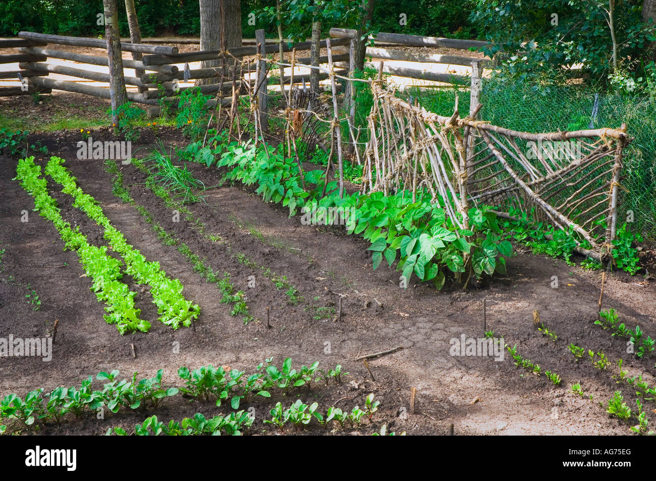 Jardin de légumes à Fort Edmonton, Alberta Banque D'Images