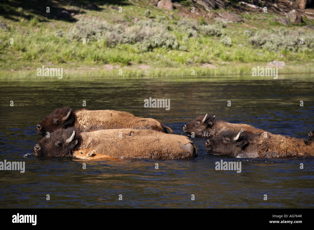 Bison bison traversant la rivière Madison le Parc National de Yellowstone au Wyoming Banque D'Images