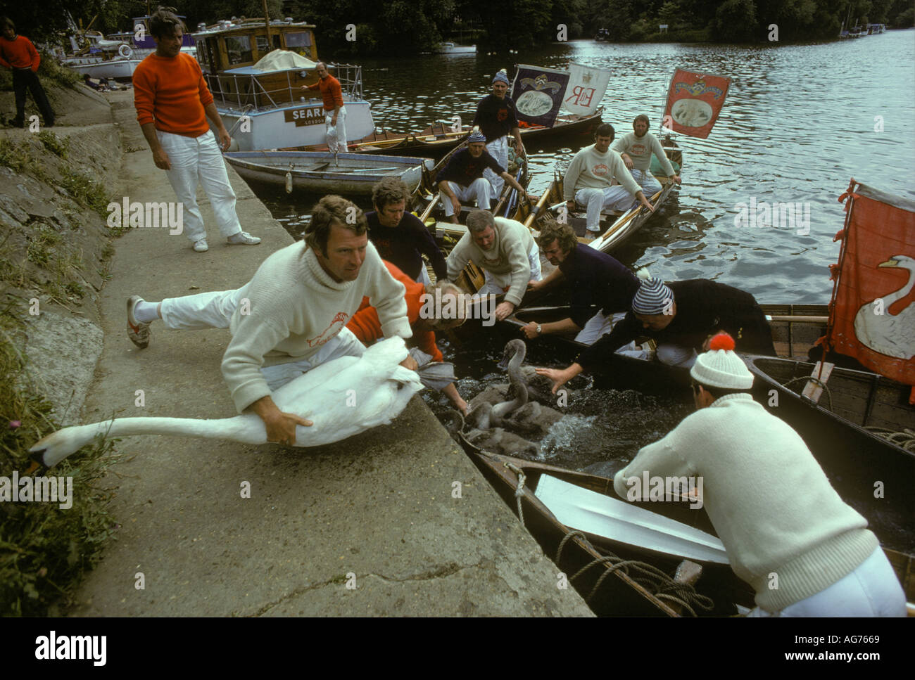 Le cygne qui s'étend sur la Tamise Londres et Berkshire dans les années 1980 HOMER SYKES, ROYAUME-UNI Banque D'Images