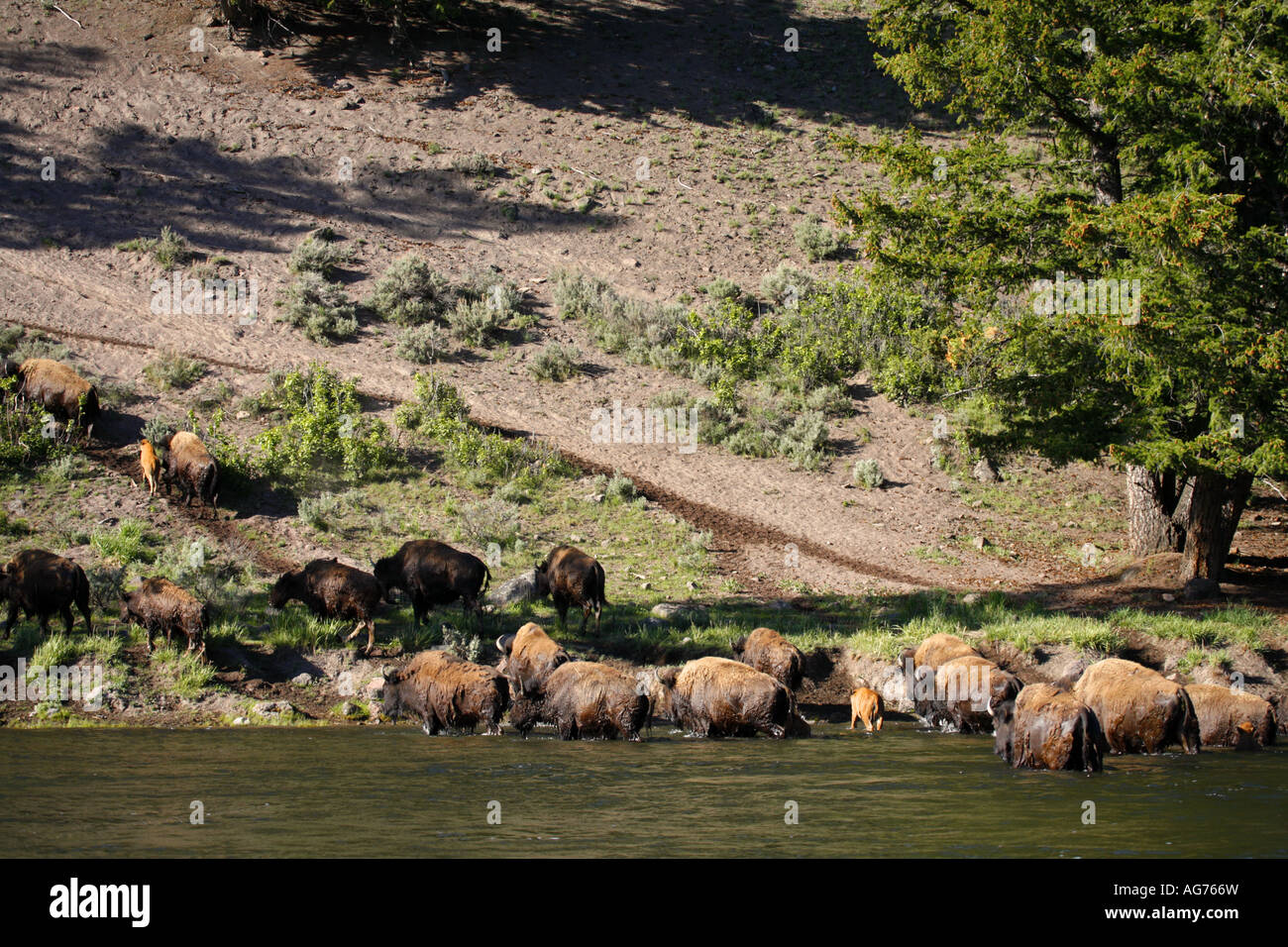 Bison bison traversant la rivière Madison le Parc National de Yellowstone au Wyoming Banque D'Images