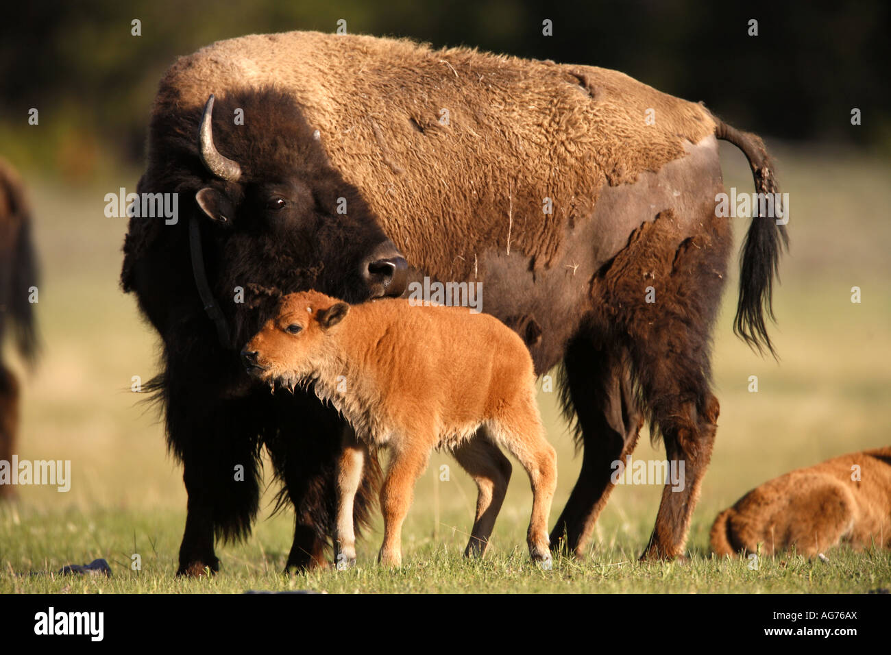 Les bisons de Buffalo dans le geyser Basin Le Parc National de Yellowstone au Wyoming Banque D'Images