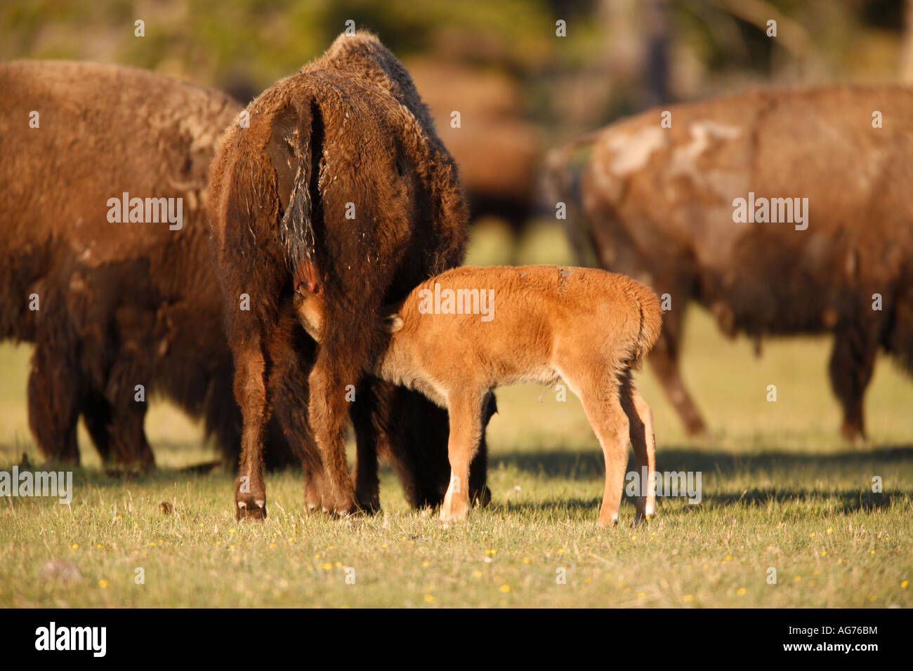 Les bisons de Buffalo dans le geyser Basin Le Parc National de Yellowstone au Wyoming Banque D'Images