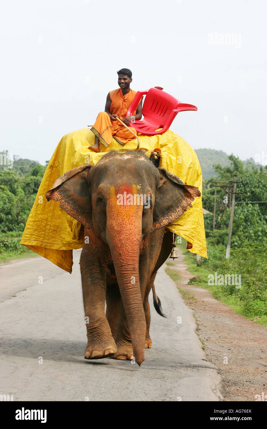 Monk sur un éléphant sur les routes de l'Inde du sud, dans le Kerala Banque D'Images