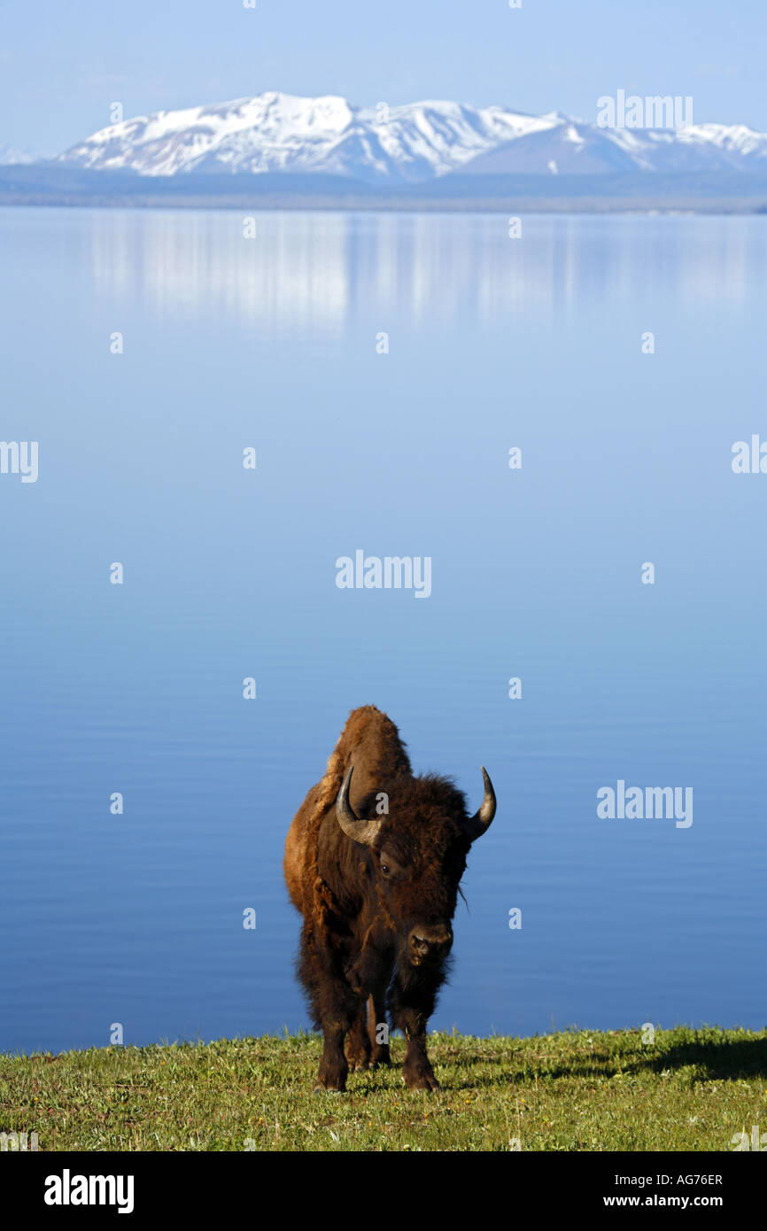 Les bisons de Buffalo dans l'avant du Lac Yellowstone Parc National de Yellowstone au Wyoming Banque D'Images