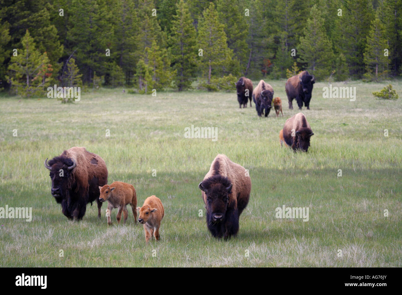 Les bisons de Buffalo dans le Parc National de Yellowstone au Wyoming Norris Banque D'Images