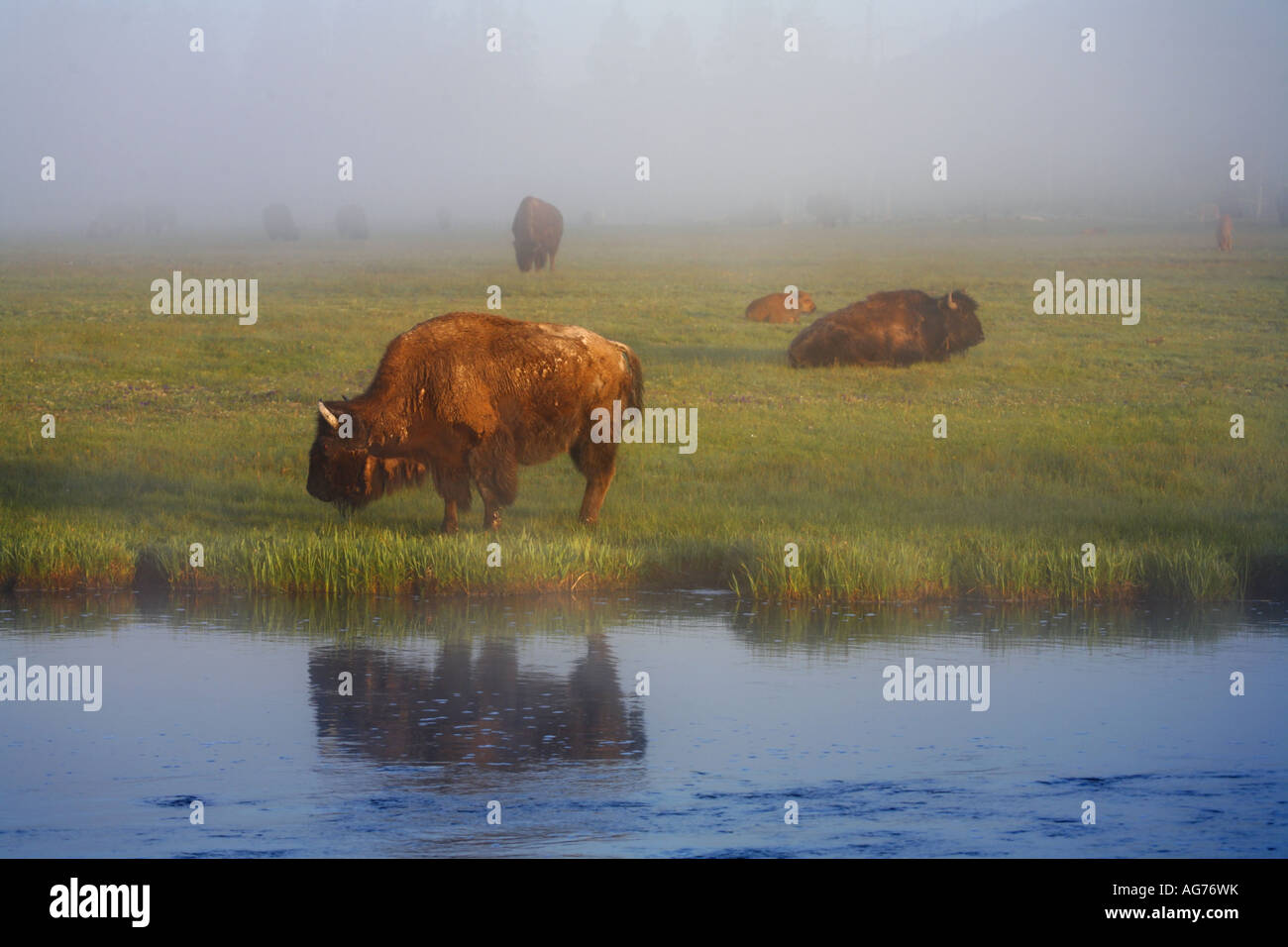 Les bisons de Buffalo le long de la rivière Firehole dans le Parc National de Yellowstone au Wyoming Banque D'Images