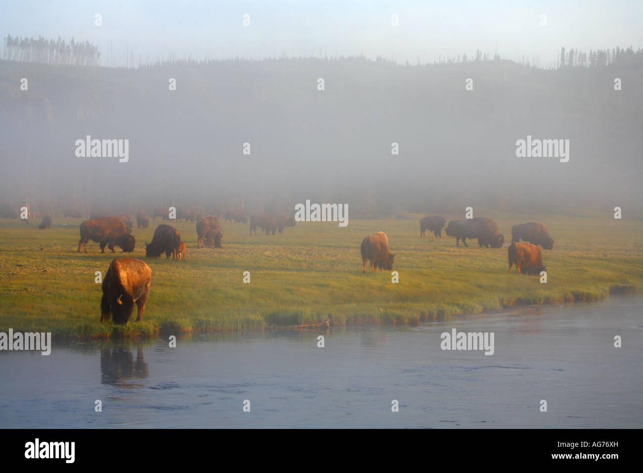 Les bisons de Buffalo le long de la rivière Firehole dans le Parc National de Yellowstone au Wyoming Banque D'Images