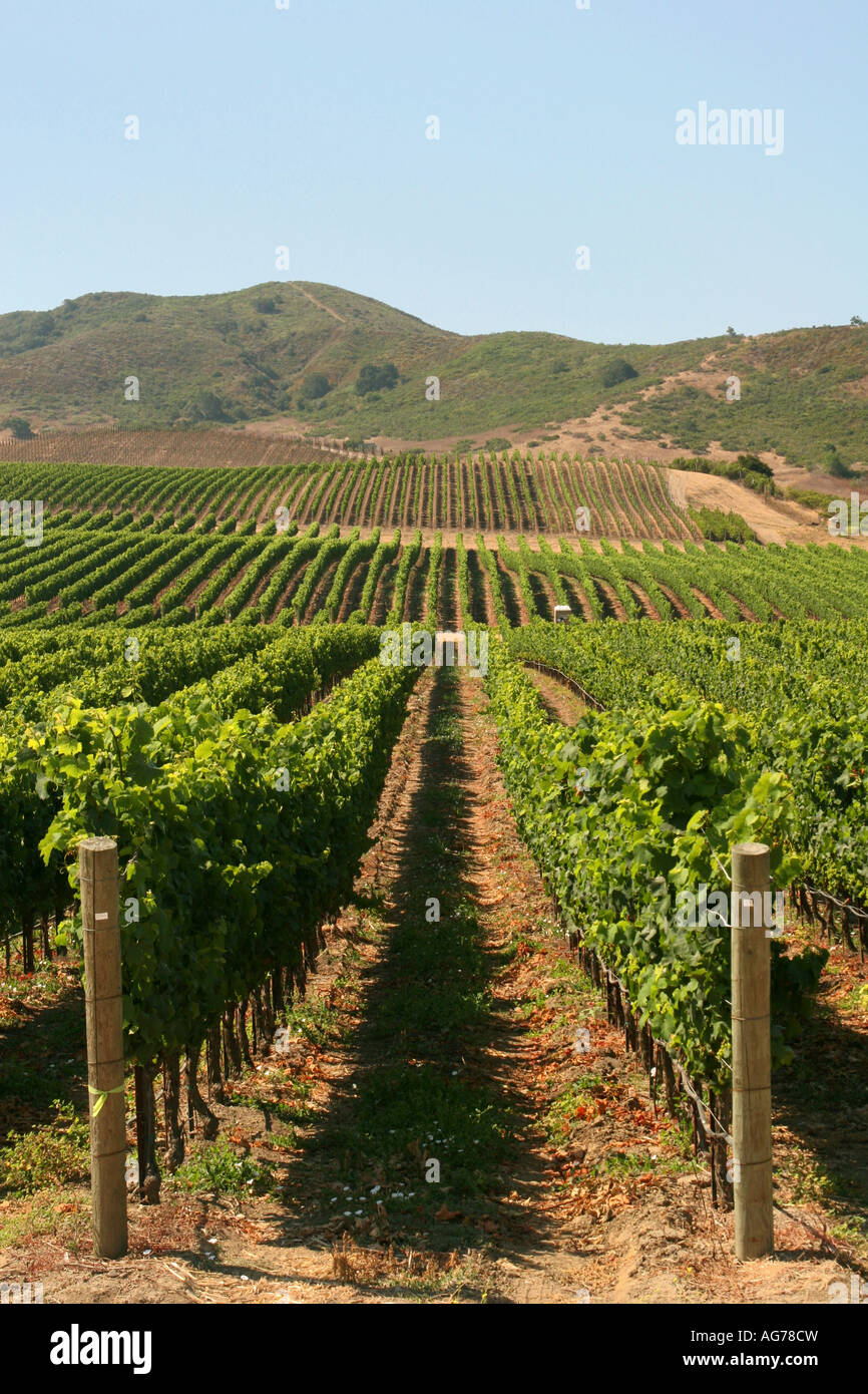 Vignes dans la vallée de Santa Ynez en Californie Banque D'Images