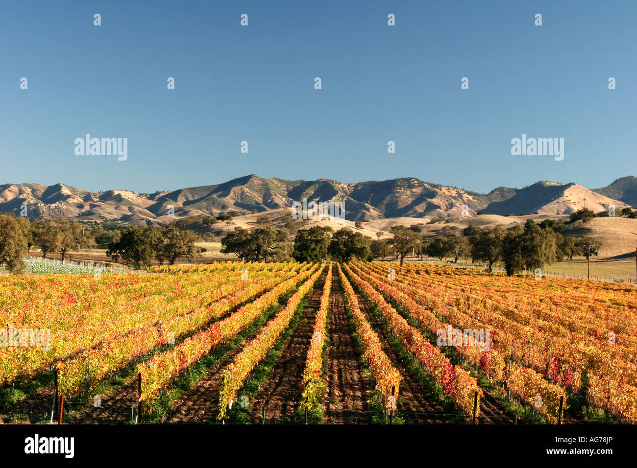 Vignes dans la vallée de Santa Ynez en Californie Banque D'Images
