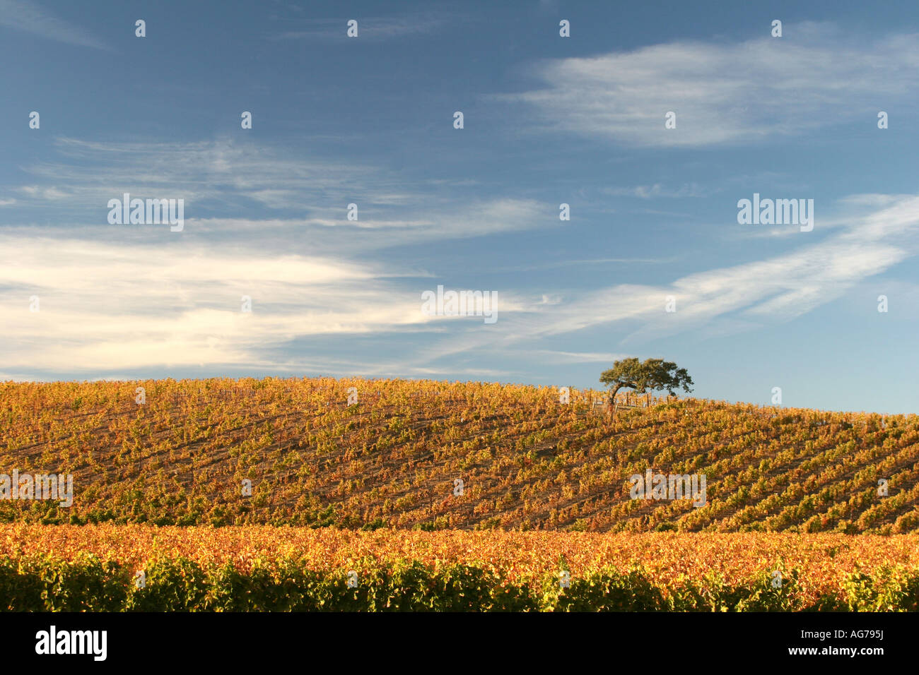 Vignes dans la vallée de Santa Ynez en Californie Banque D'Images