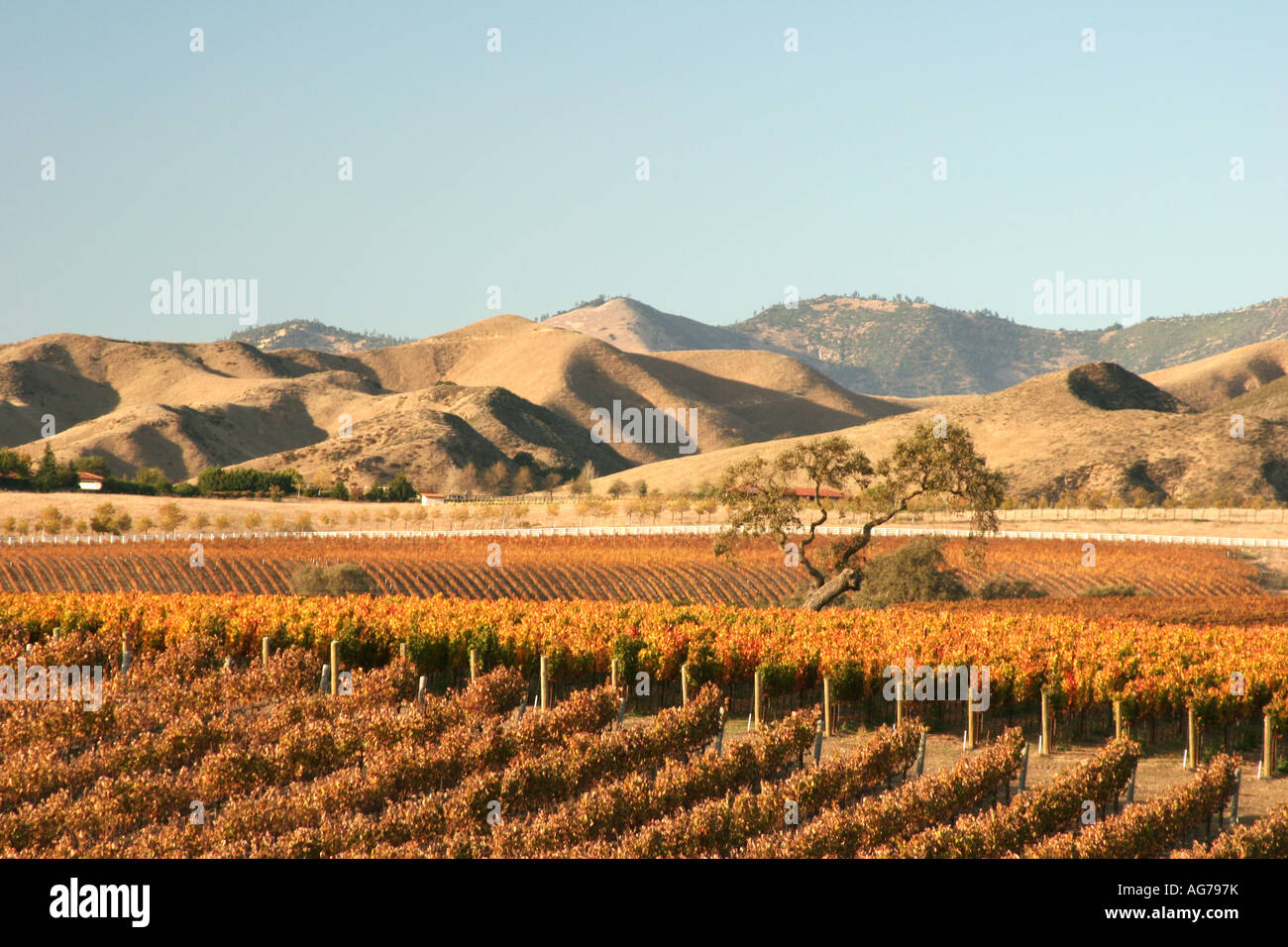 Vignes dans la vallée de Santa Ynez en Californie Banque D'Images