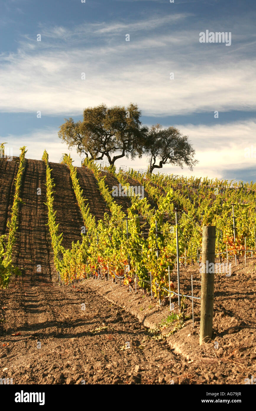 Vignes dans la vallée de Santa Ynez en Californie Banque D'Images