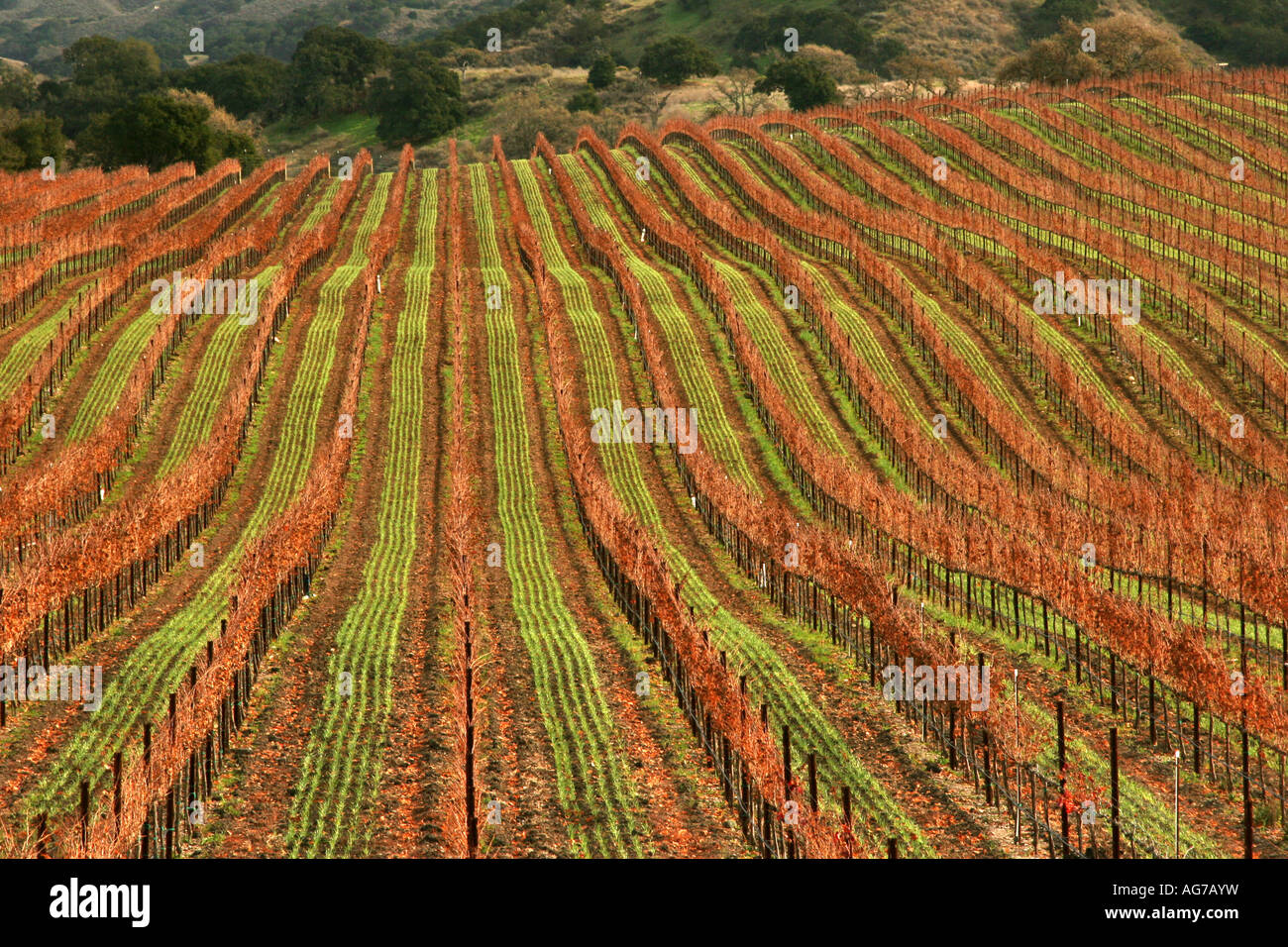 Vignes dans la vallée de Santa Ynez en Californie Banque D'Images