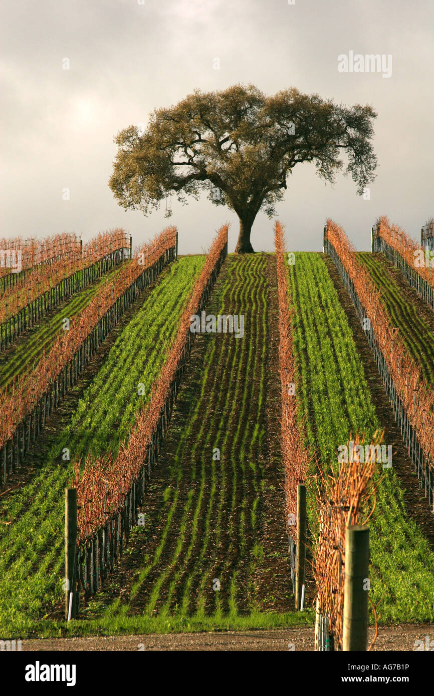 Vignes dans la vallée de Santa Ynez en Californie Banque D'Images