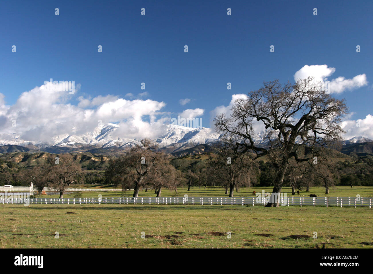 Vignes dans la vallée de Santa Ynez en Californie Banque D'Images