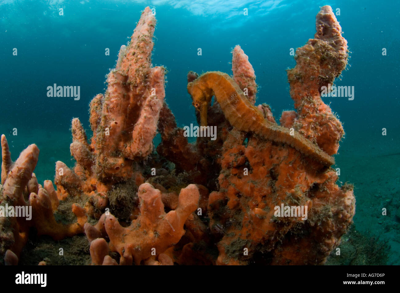 Long museau" (Hippocampus reidi) à Singer Island, FL. Banque D'Images
