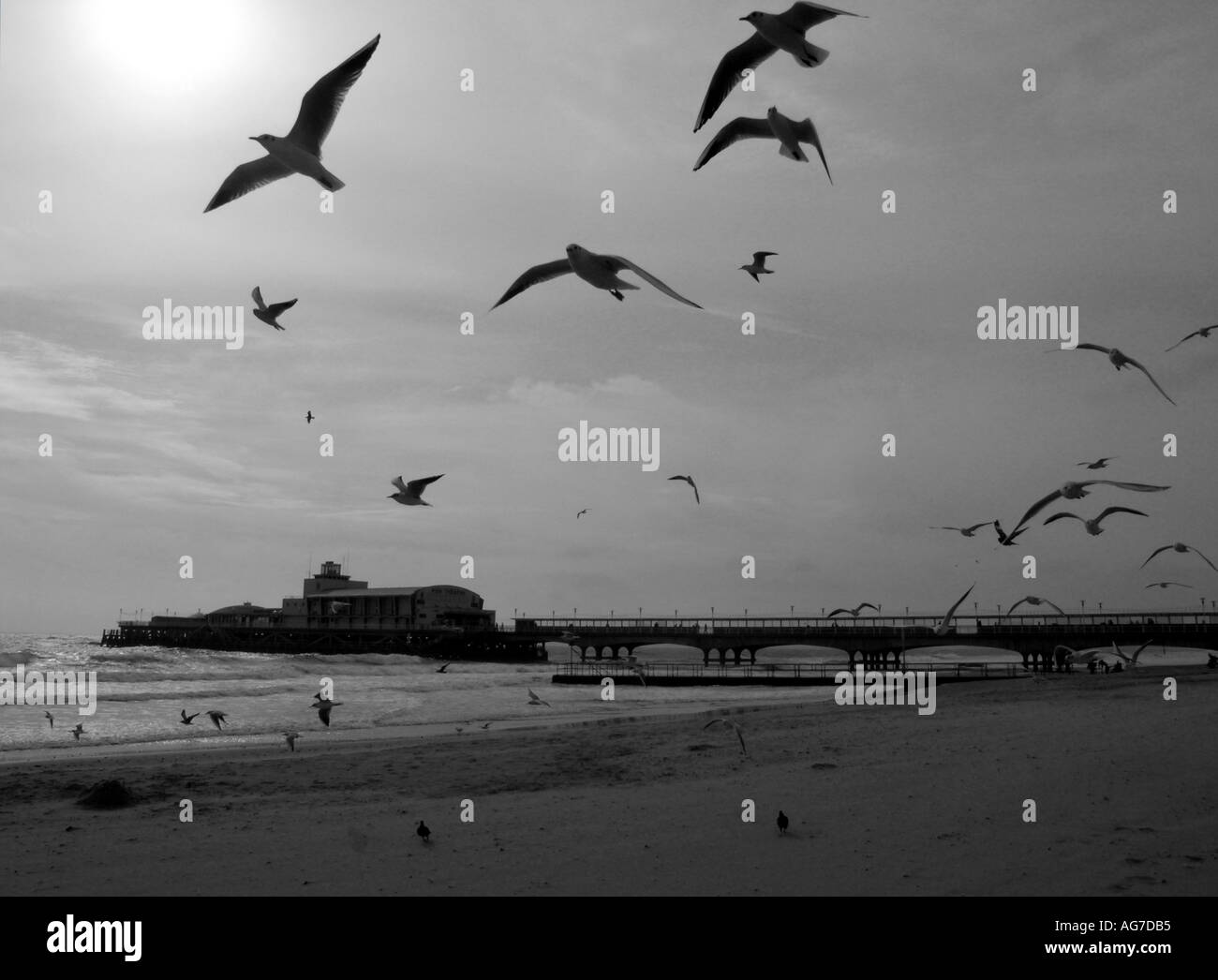 Mouettes sur la plage et la jetée de Bournemouth en noir et blanc Angleterre Grande-bretagne Royaume-Uni UK Banque D'Images