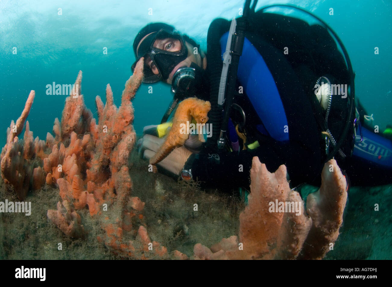 Scuba Diver et Long museau" (Hippocampus reidi) à Singer Island, FL. Banque D'Images