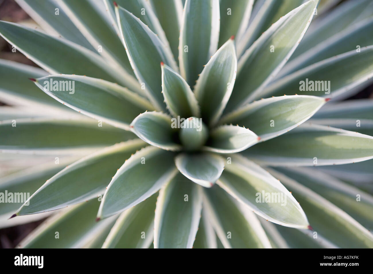 L'image graphique de cactus Ixtapa Zihuatanejo Etat de Guerrero au Mexique Banque D'Images