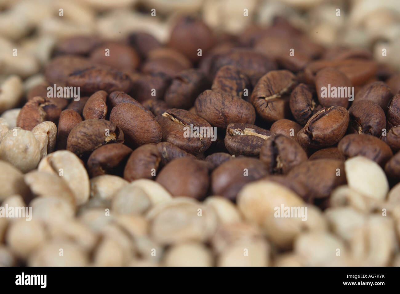 Les grains de café Kopi Luwak d'Indonésie et brutes de Coffea arabica torréfié Banque D'Images