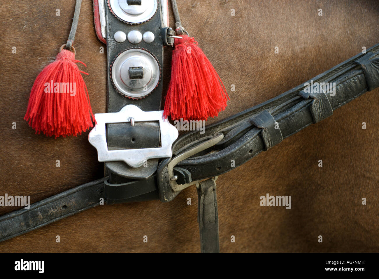 Decorative harness Banque de photographies et d'images à haute résolution -  Alamy