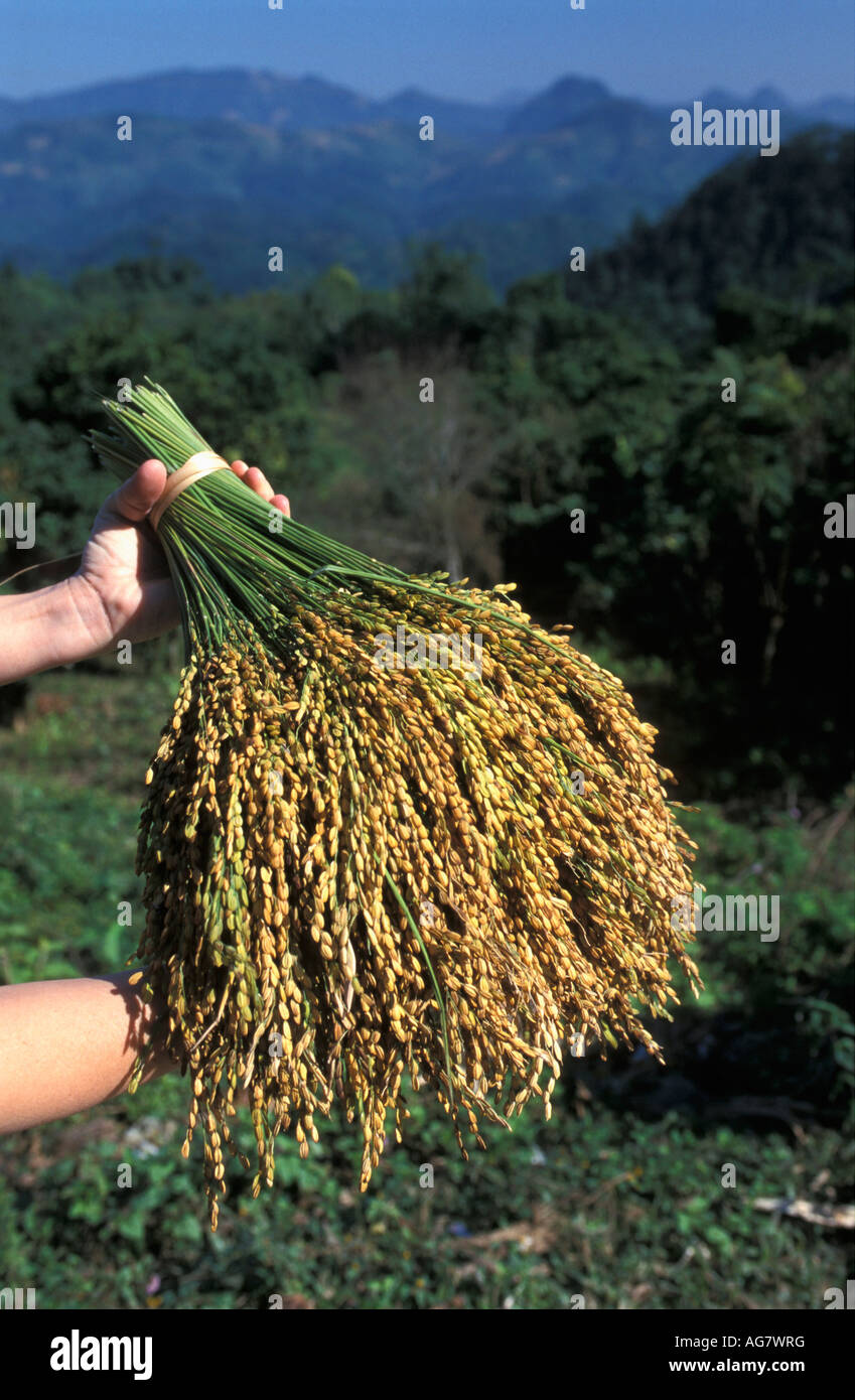 Vietnam Mai Chau Femme montrant les plants de riz Banque D'Images