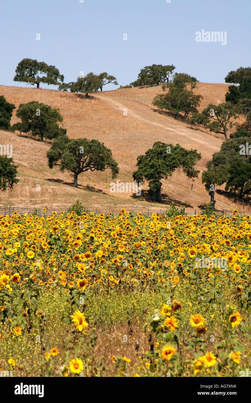 Vignes dans la vallée de Santa Ynez en Californie Banque D'Images