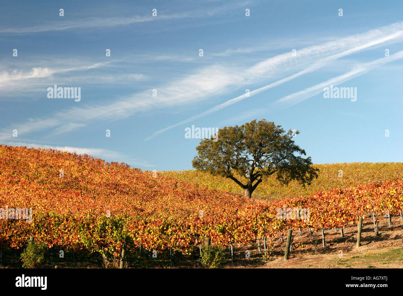 Vignes dans la vallée de Santa Ynez en Californie Banque D'Images